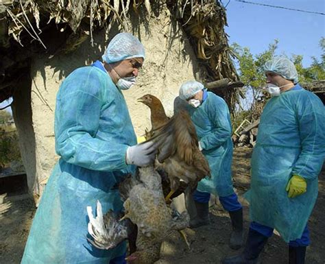 Bird Flu Virus Might Adapt To Humans More Easily Says Who