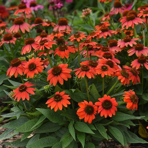 SOMBRERO POCO™ Hot Coral Coneflower – Jardineries Botanix