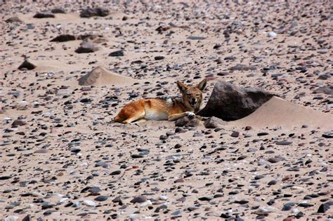 Namibia’s Skeleton Coast: Is this the most pristine place in Africa? | CNN