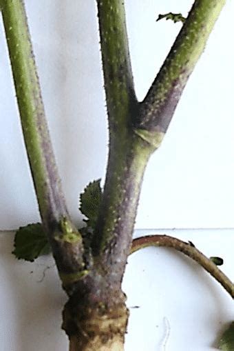 stem branched base  scientific diagram