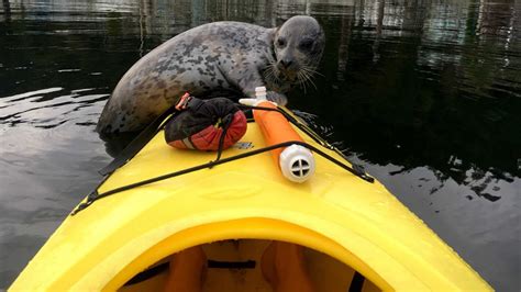 Cheeky Seal Pup Jumps Onto A Kayak Youtube