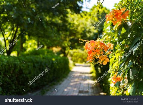 5,860 Large trumpet Images, Stock Photos & Vectors | Shutterstock