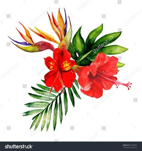 Bouquet Hibiscus Flowerswatercolor Stock Illustration 662689903