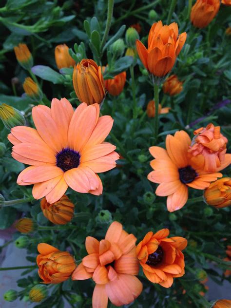 Gardening Tips - Professional Gardening Tips