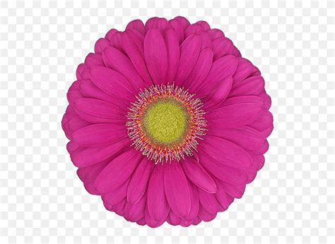 Barberton Daisy Gerbera Flower Pink Petal PNG 600x600px Barberton