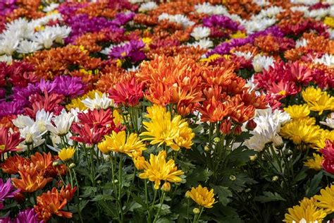 Qual A Flor É Conhecida Como Monsenhor - Qual flor é conhecida como Monsenhor?