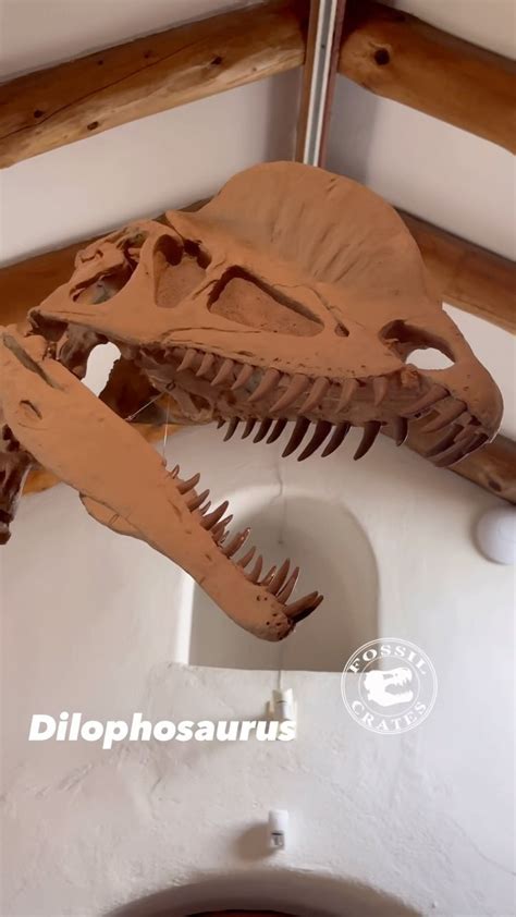 Dilophosaurus Skull Front