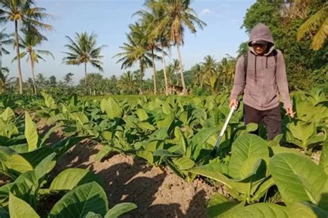 Tolak Rencana Kenaikan Cukai Hasil Tembakau Radar Jember