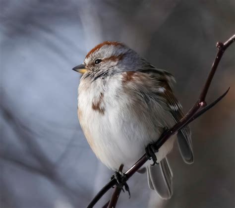 Bruant Hudsonien American Tree Sparrow Spizelle Arbodea Flickr