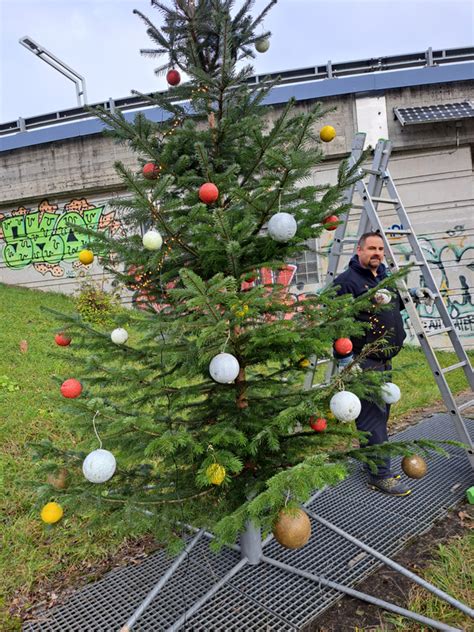 Christbaum Aufstellen Tauch Club Delphin Schaffhausen