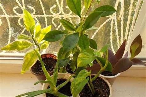 Набор комнатных растений | Festima.Ru – частные объявления