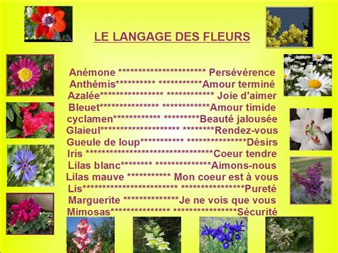 Le Langage Des Fleurs