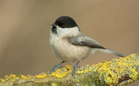 Tits In The UK Binocular Base