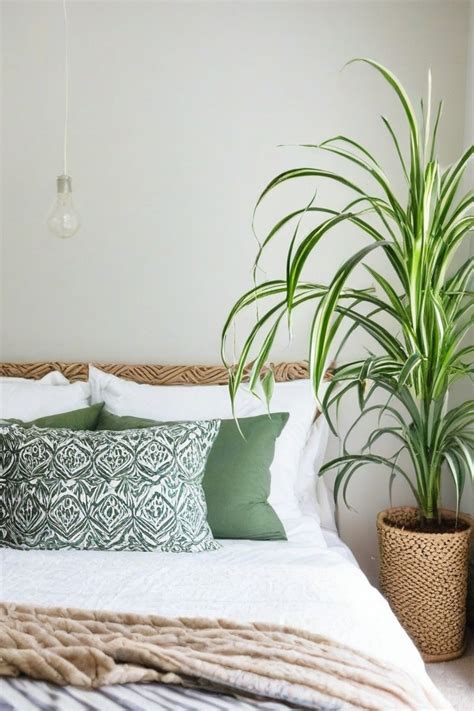 10 Best Indoor Plants For Low Light Bedroom