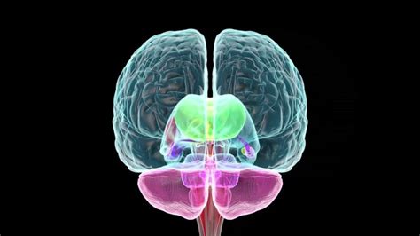 Sistema L Mbico El Cerebro Emocional Que Controla Tu Vida