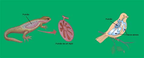 Aves Sao Repteis - aves e repteis - Ponto Biologia