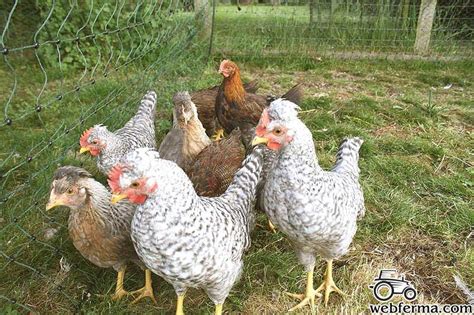 Легбар (Legbar) - страница породы в Каталоге webferma.com