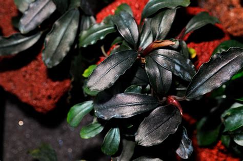 Буцефаландра Брауни: содержание и размножение, использование, фото-обзор