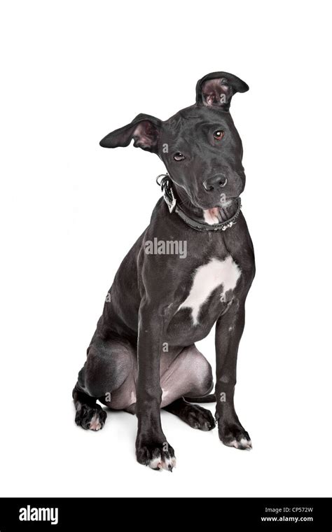 Bull Terrier Great Dane Mix