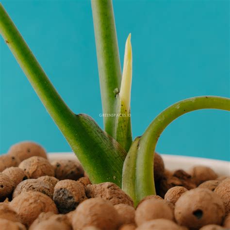 Alocasia Reginae | Greenspaces.id