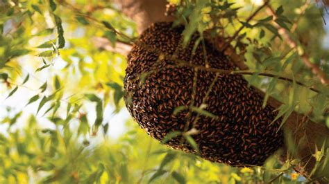 Dónde viven las abejas Apicoltura Laterza