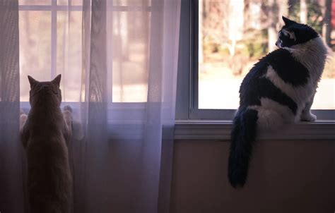 Обои кошка, кот, взгляд, кошки, поза, комната, коты, две, окно, шторы ...