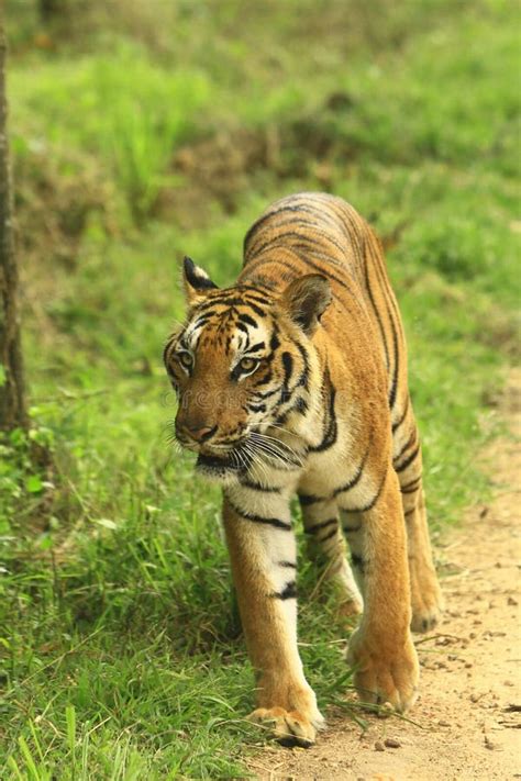 tiger