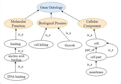 Shows A Gene Ontology Go Graph Where Go Is Categorized Into Three