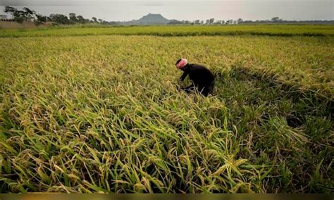 Cabinet Hikes Minimum Support Price For Rabi Crops Highest For Lentil