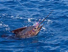 Whale, Hawaii, Fishing, Animals, Whales, Animales, Animaux, Animal, Animais