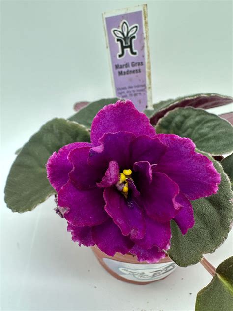 African Violets For Sale! – Heavenly Creation Nursery