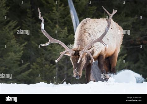 Bull Elk In The Wild Stock Photo Alamy