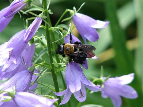 Carpenter Bee On Ladybells Amy Woodward Flickr