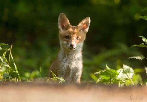 Happy fox by Gitarrenmonster on DeviantArt