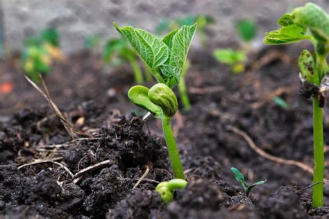 green bean plant growth  stock  pictures royalty