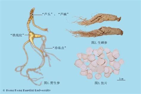 搞清楚人参的分类，才能更好地利用人参养生