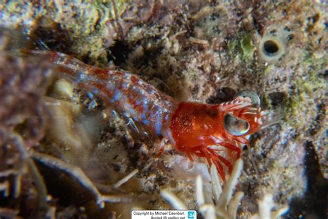 Metapenaeopsis Sp01 Red Dots Humpback Prawn