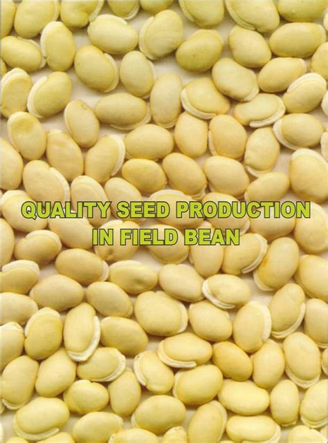 Seed :: Pulses :: fieldbean