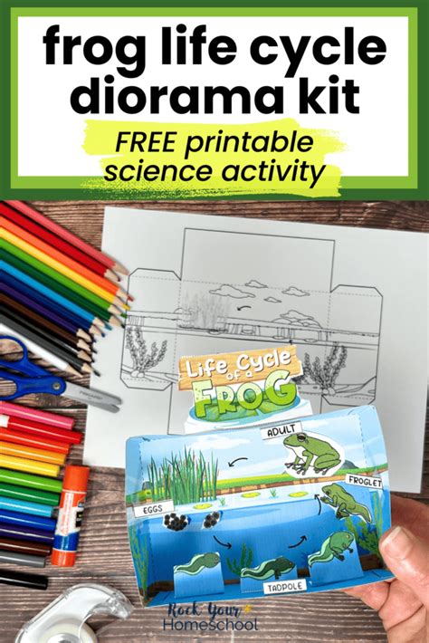 Frog Life Cycle Printables Boost Learning Fun With A Free Diorama