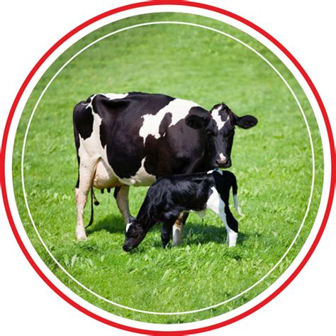 suguna foods dairy feed  feed food  cows