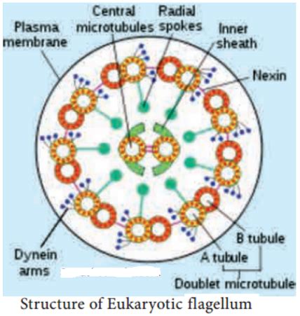 Explain the structure and movement of Eukaryotic flagella. - Sarthaks eConnect | Largest Online ...