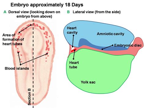 Fileearly Development Of Heart Tube Embryology