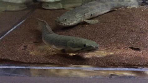 Polypterus Weeksii Youtube