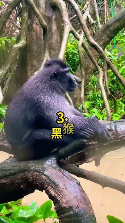 五種 蘇拉威西島的動物 🤯 科普 知識 動物 Tiktokanimals Youtube