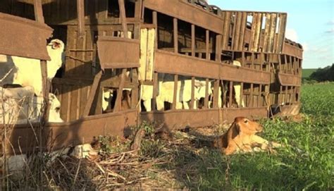 Carreta Gado Tomba Em Rodovia E Popula O Saqueia Carga V Deo