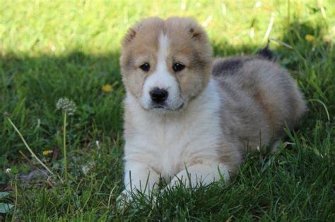 Central Asian Shepherd Puppy Livestock Guardian For Sale In North
