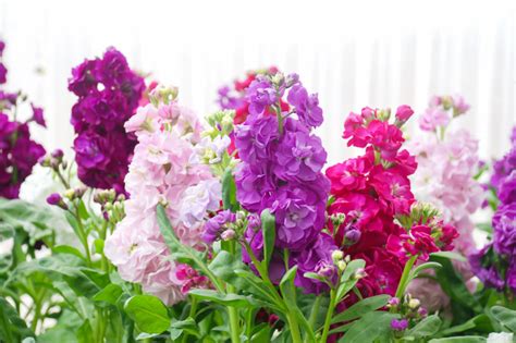 Matthiola incana (Stock Flower): How to Grow and Care With Success