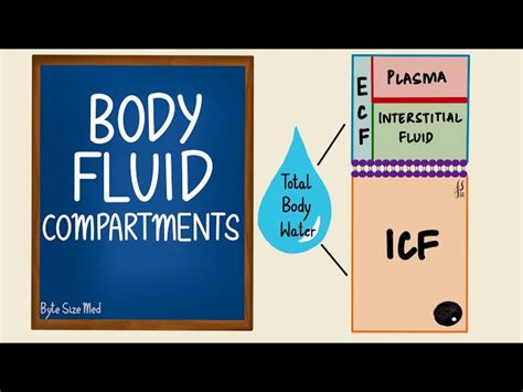 Body Fluids