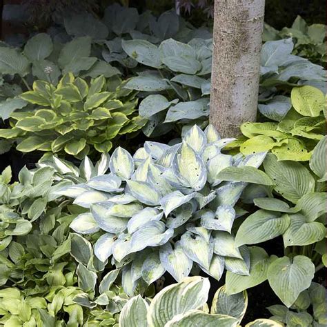 Hosta Roots Shop 9 Varieties Eden Brothers