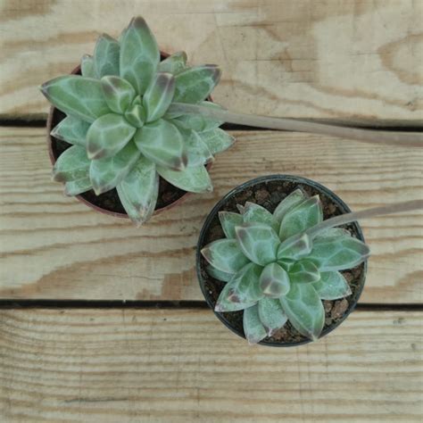 Pachyphytum Compactum Succulentes Et Jolies Plantes